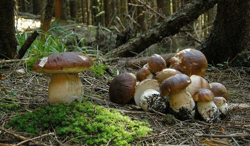 Чому люди, нехтуючи безпекою, збирають гриби? Пояснення психолога