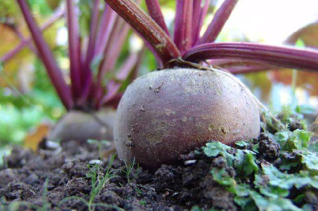 В Україні один з овочів здорожчав майже вдвічі, ніж торік