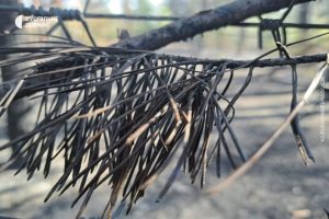 Близько 20 гектарів лісу вигоріло в національному парку “Святі гори” через обстріл російських військ