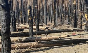 Як зараз виглядає згорілий ліс біля Святогірська