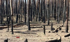 Відновленню лісу навколо Святогірська заважає війна і законодавство