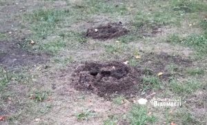 У сквері «Мрія» вкрали щойно посаджені дерева