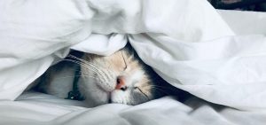 Обираємо домашній текстиль 