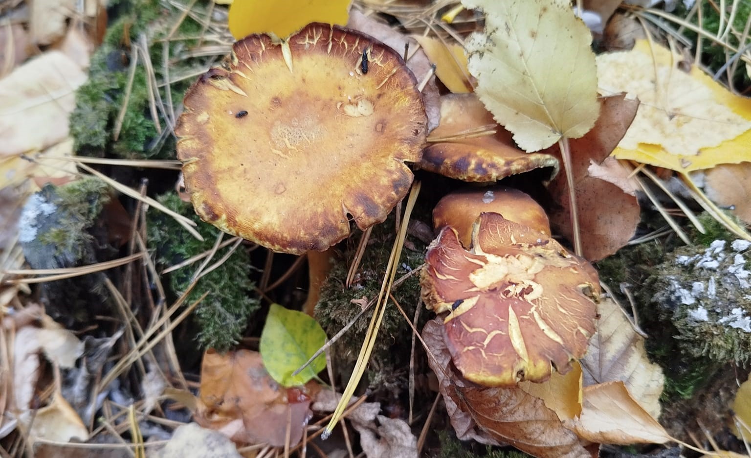 465556829 886881236909912 7634812687425618459 n