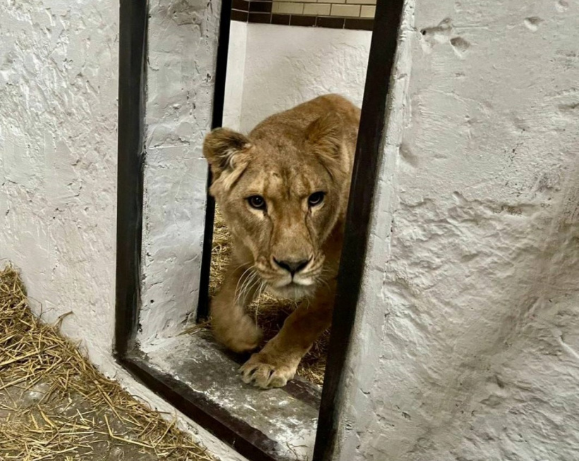 Евакуйовані з Білицього зоопарку леви потребують лікування