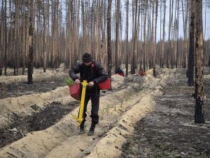 Лісівники Лиманщини розпочали осінню посадку лісу