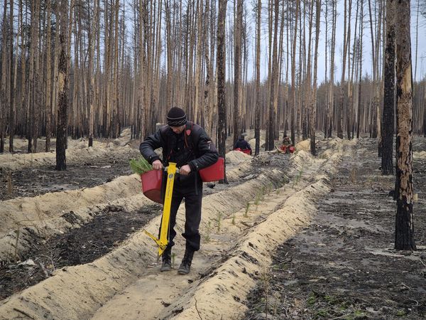 Лісівники Лиманщини розпочали осінню посадку лісу