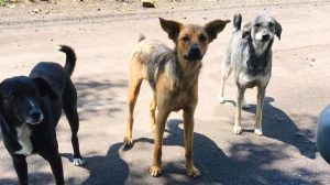 У Слов’янську відбудеться стерилізація та вакцинація тварин від сказу