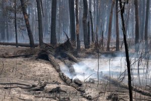 Експерт не виключає, що парк “Святі гори” повністю не розмінують ніколи
