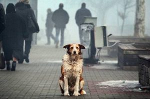 Безпритульні тварини у Слов’янську: чи можна змінити ситуацію зараз та що може зробити громада у майбутньому