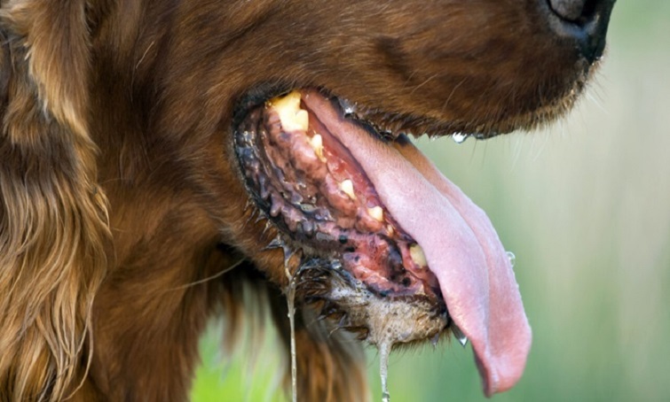 На території Олександрівської громади Краматорського району виявлено випадок сказу