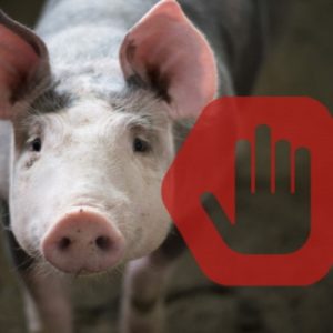 На території області було зареєстровано 3 випадки захворювання на африканську чуму