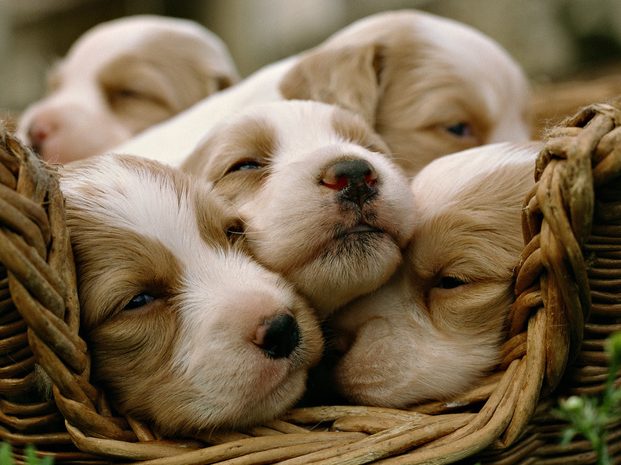 Як підготувати собаку до вагітності та пологів?