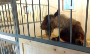 В яку суму обходиться зоопарк бюджету Слов’янська та чи планують евакуювати тварин