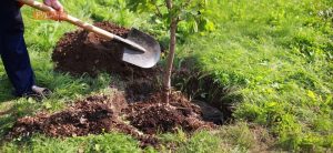 Заклади освіти не працюють, але озеленяються