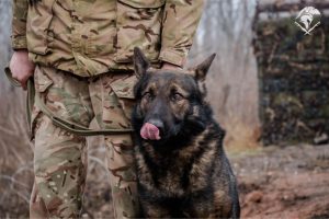 Чотирилапі помічники на межі Донеччини: як працюють кінологи 18-ї Слов’янської бригади (фото)