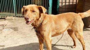 «Ми не впораємося»: Слов’янський притулок для собак «Дай шанс» терміново шукає робітника