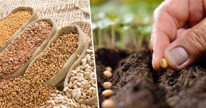 Безкоштовне насіння овочів для постраждалих громад: хто і як може отримати?