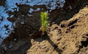 У Святогірську почали відновлювати ліс (фото)