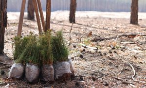 У Лиманському лісгоспі висадили 74 гектари нового лісу (фото)
