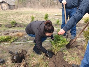 На Бездонному озері у Святогірську висадили 40 кущів самшиту (фото)