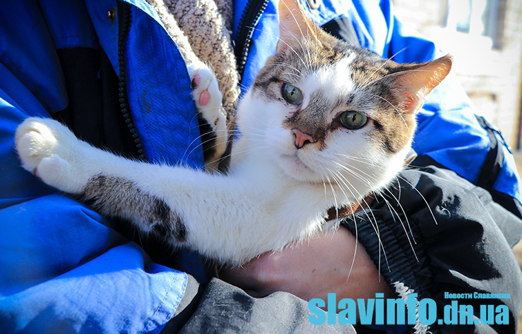 Слов’янців запрошують взяти участь в акції та підтримати безхатніх тварин у місцевому притулку