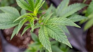 В Україні запрацювала система «єКоноплі»