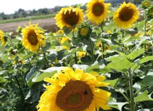 Посевной материал подсолнуха: как выбрать качественные семена?