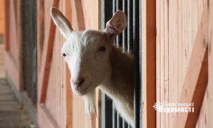 Зоологічний оазис посеред війни: контактний зоопарк у парку Шовковичний (фото)