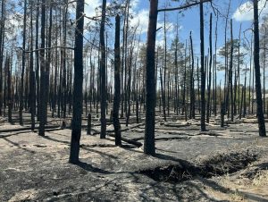 Збитки від війни для Національного природного парку «Святі Гори» перевищили 537 мільярдів гривень