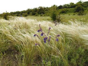 На Донеччині з’явився новий лісовий заказник «Сергіївський»