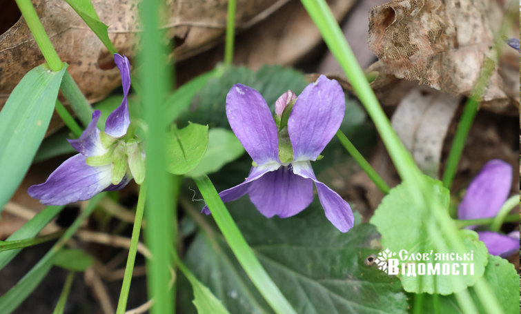 79ba8e1d dcdd 4ac3 9c7c b2f8d55743d5