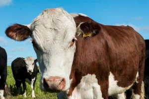 Власникам худоби у Слов’янську нагадують про те, що всі тварини мають бути зареєстровані