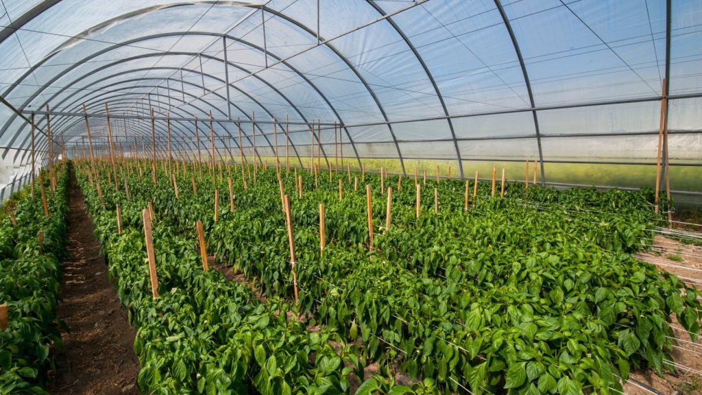 Фермерів запрошують на вебінар «Грант на теплицю»