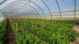 Фермерів запрошують на вебінар «Грант на теплицю»