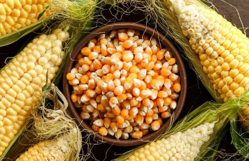 Постраждалі від війни агровиробники Донеччини отримають насіння кукурудзи