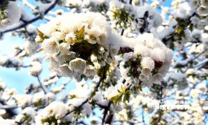 Найближчі чотири дні на Донеччині очікуються заморозки!