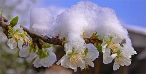 На Донеччині очікуються заморозки