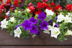 У Слов’янську військові ящики перетворюють на клумби з петуніями: як долучитися