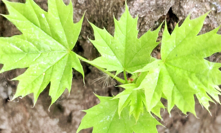 495452203 693025623418486 1422177680235578729 n