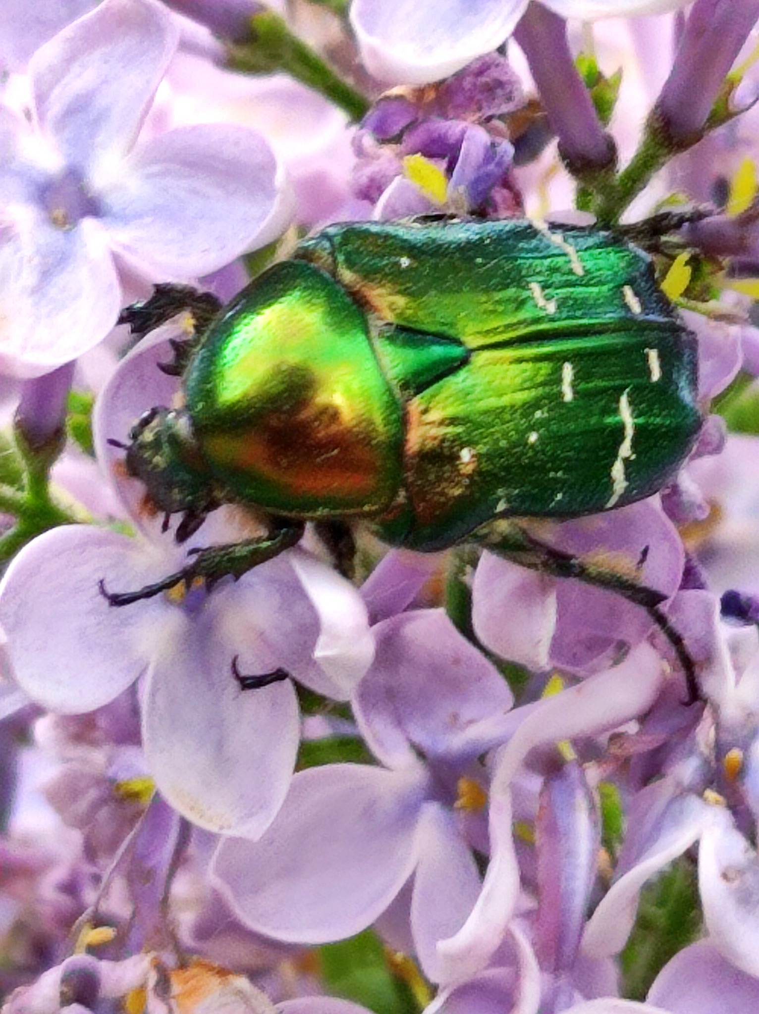 495950601 693025343418514 1803221407228440029 n