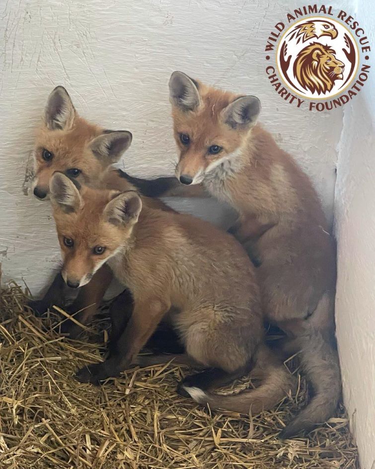 Лисенят, які залишилися без мами, евакуювали з Донеччини до Києва