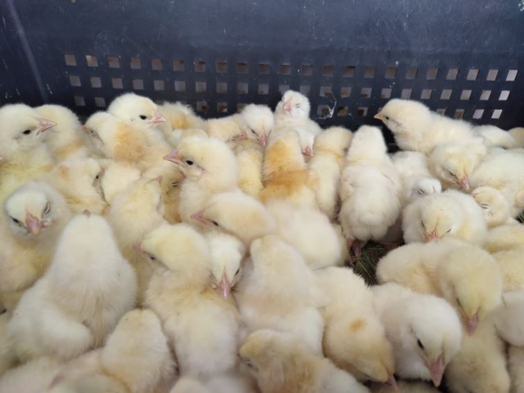 Курчат від FAO отримали домогосподарства Святогірської громади