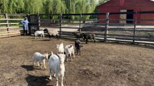 У контактному міні-зоопарку у Слов’янську поповнення. Відео