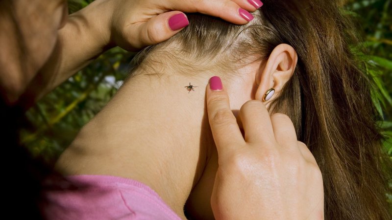 На Донеччині зростає кількість випадків хвороби Лайма — у парках не проводять обробку через мінну небезпеку