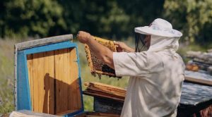 На Донеччині триває весняна диспансеризація пасік: бджолярів просять звертатися до ветлікарень