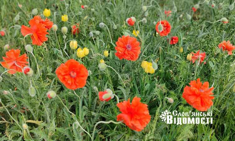 photo 5265130787202790625 y