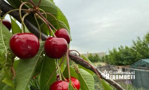 Життя на контрасті: як Слов’янськ квітне та саджає городи під вибухи