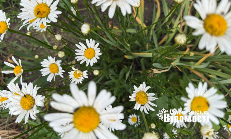 photo 5316990953933893350 y