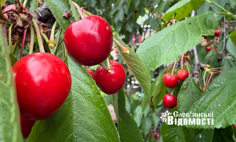 photo 5316990953933893353 y